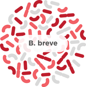 Bifidobacterium breve