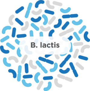 Bifidobacterium lactis​