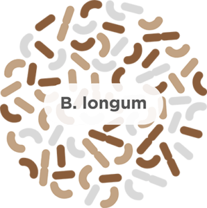 Bifidobacterium Longum