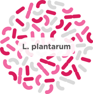 Lactobacillus plantarum​