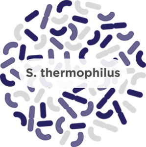 Streptococcus thermophilus​