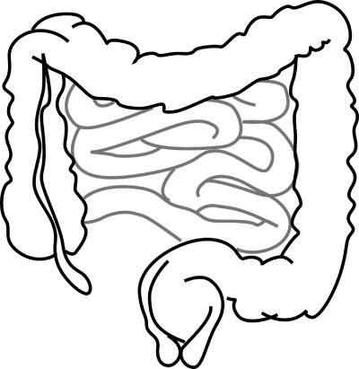 e. coli v črevách